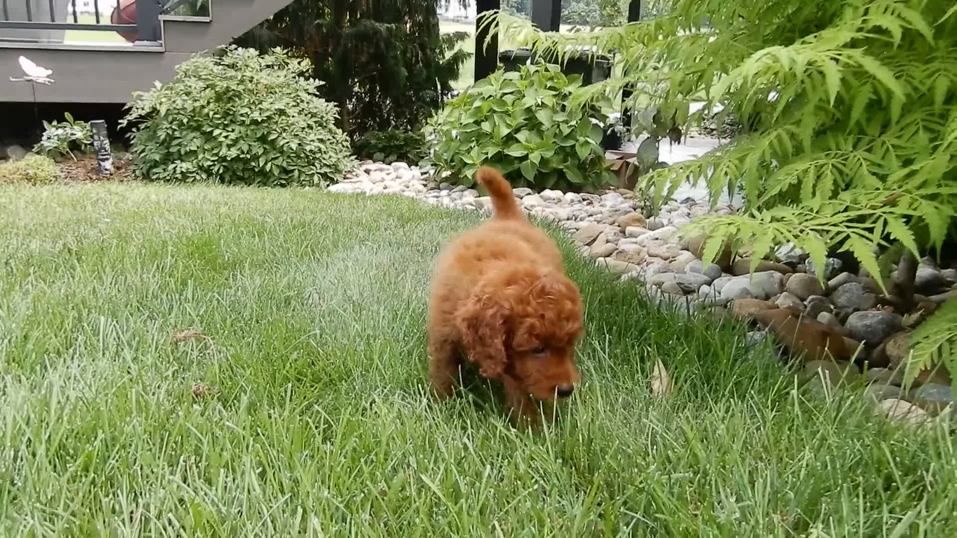 Mini Goldendoodle dogs for sale: Asher - Video 1