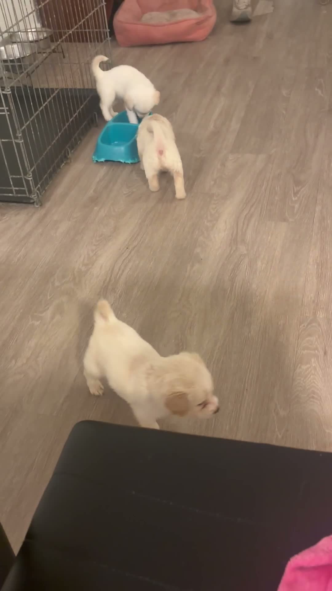 Mixed Breed dogs for sale: Dash - Video 2