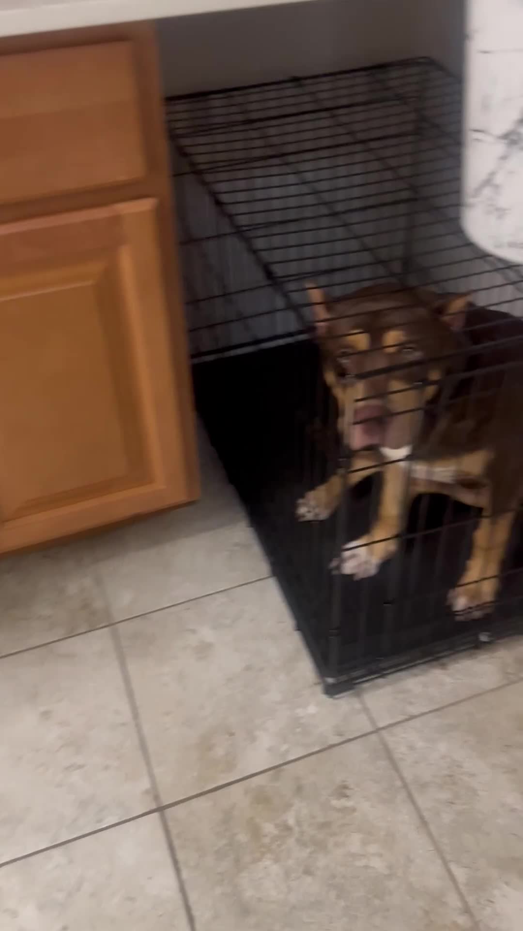 American Bully dogs for sale: American Bully Puppy 2 - Video 1