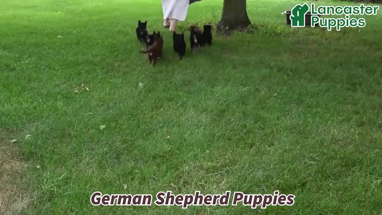 German Shepherd dogs for sale: Cocoa - Video 1