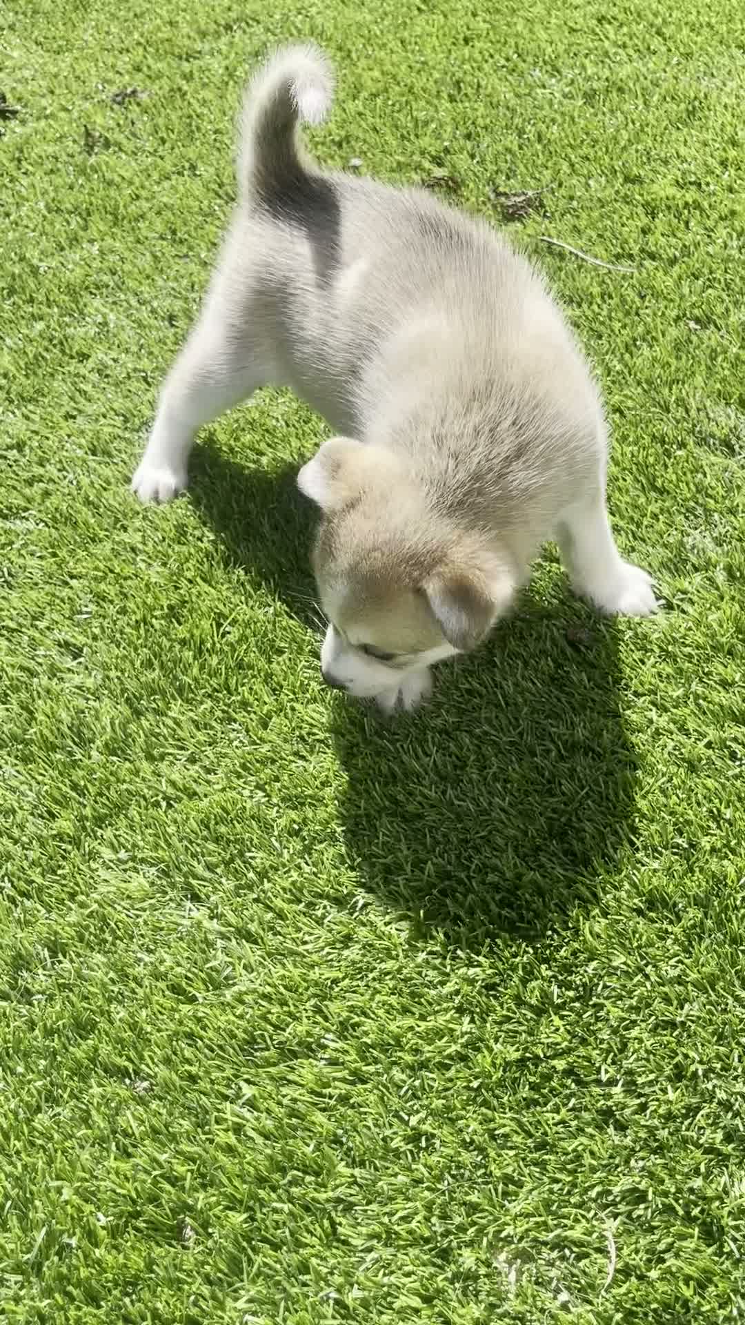 Alaskan Klee Kai dogs for sale: Rhaella - Video 1
