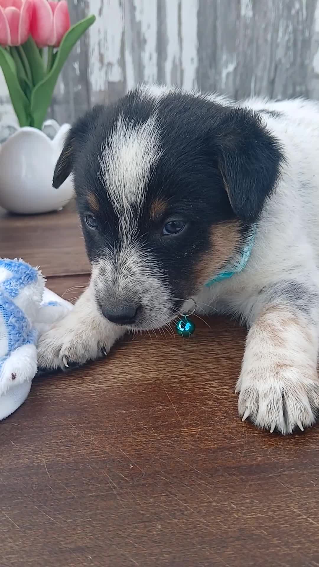 Australian Cattle Dog dogs for sale: Australian Cattle Dog Puppy 5 Noel - Video 1