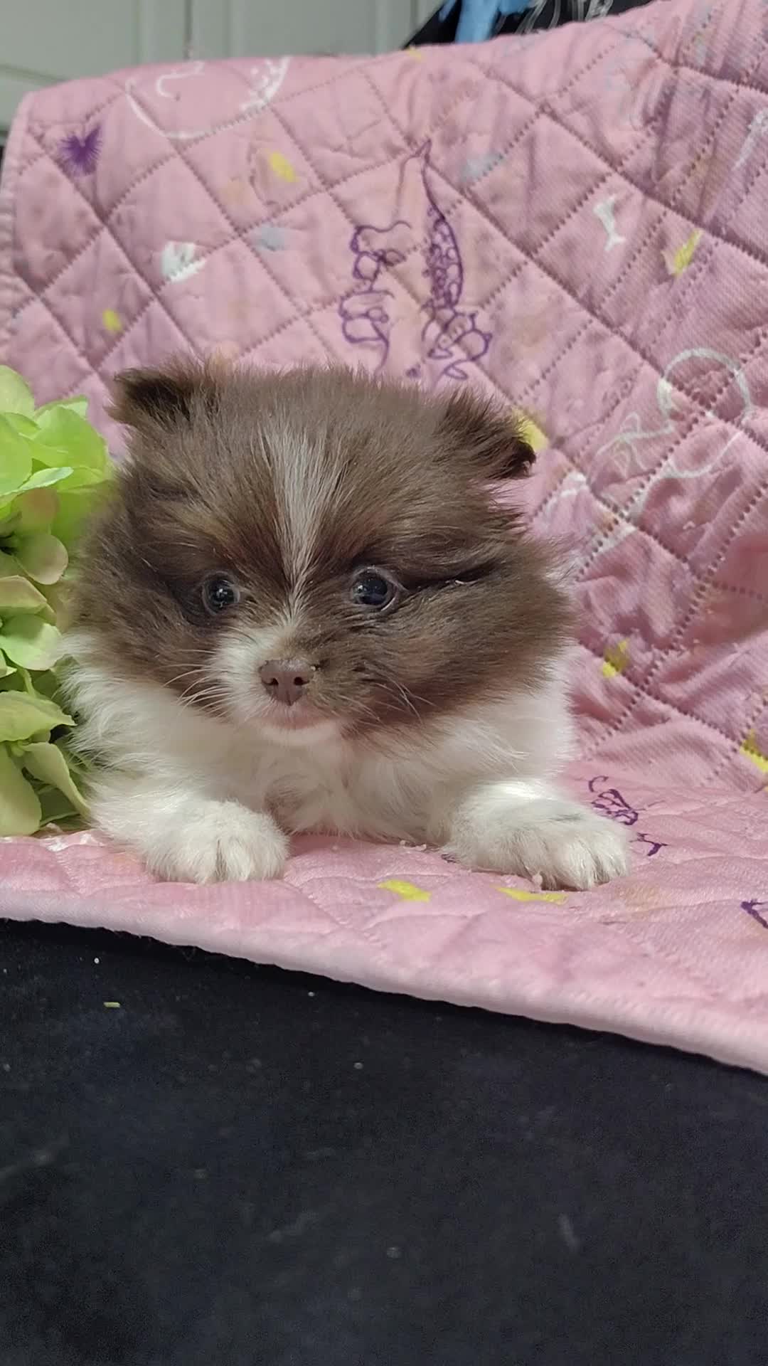 Pomeranian dogs for sale: Peachy keen - Video 2