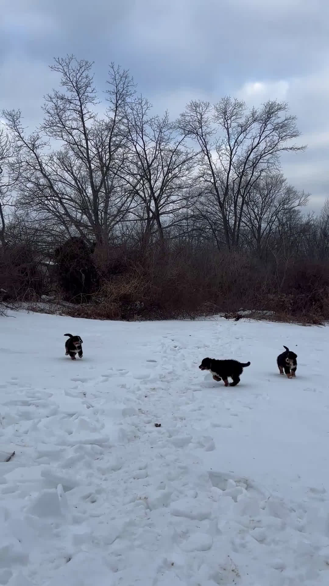Bernese Mountain Dog dogs for sale: Serena - Video 2