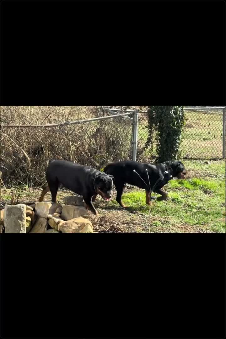 Rottweiler dogs for sale: Rottweiler 2 - Video 4
