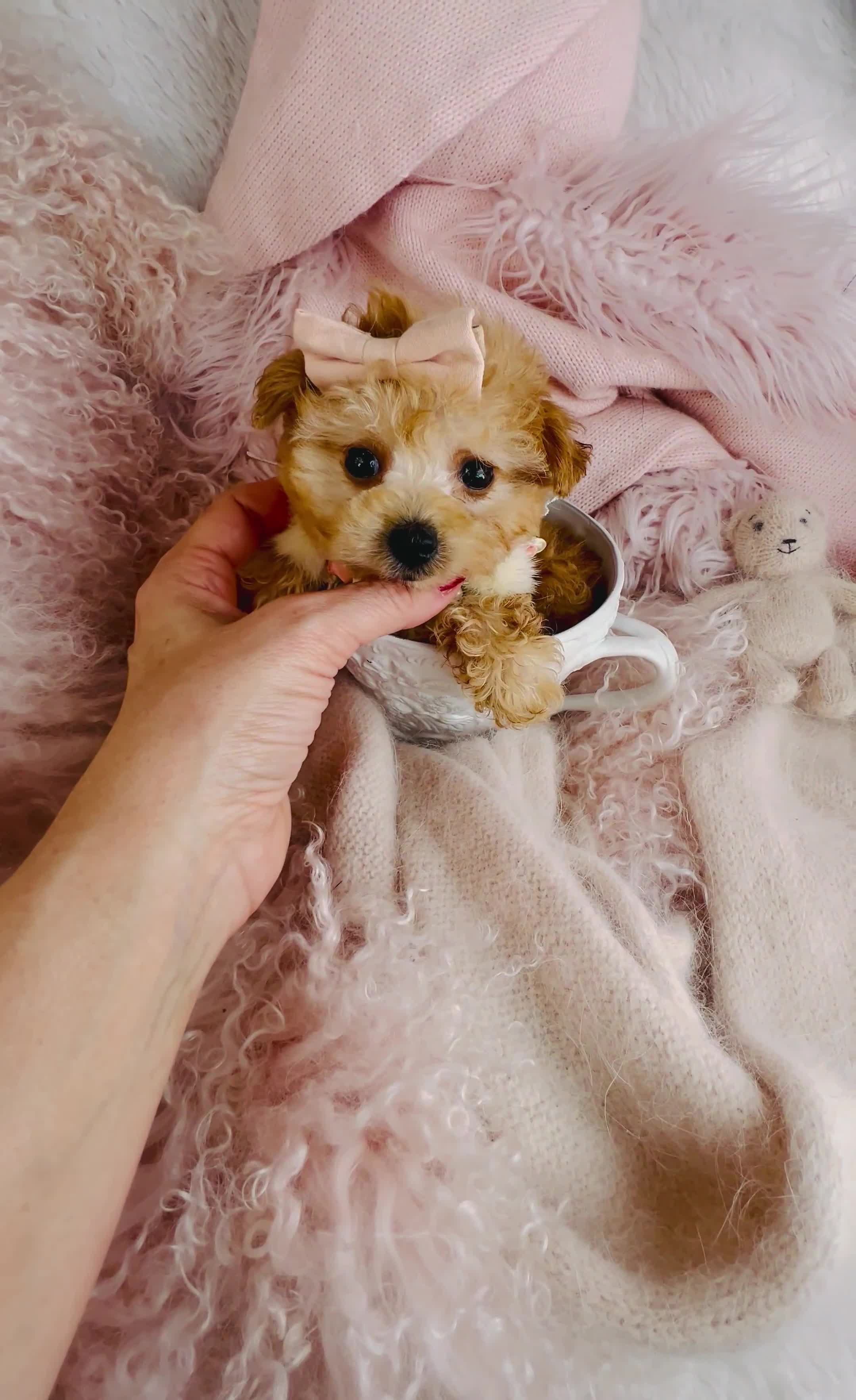 Toy Poodle dogs for sale: Toy Poodle 1 - Video 1