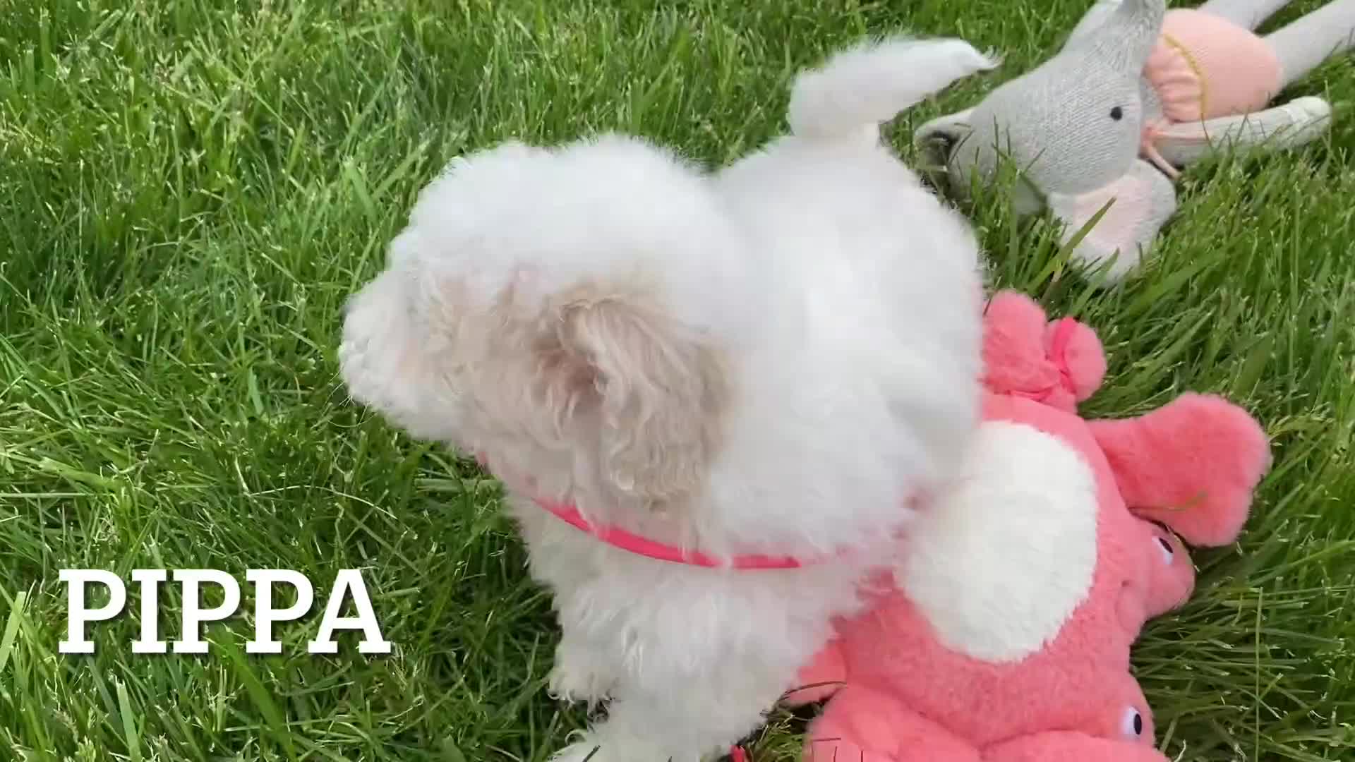 Bichpoo dogs for sale: Pippa - Video 2