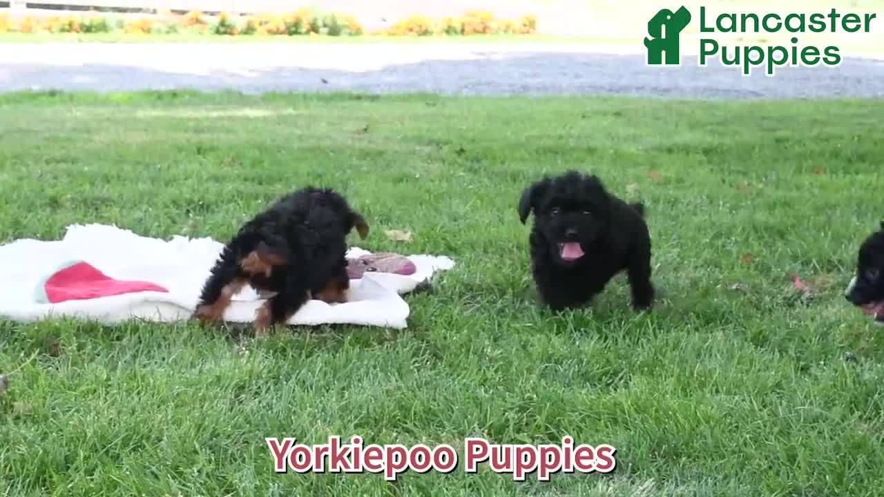 Yorkiepoo dogs for sale: Teddy Freddy - Video 1