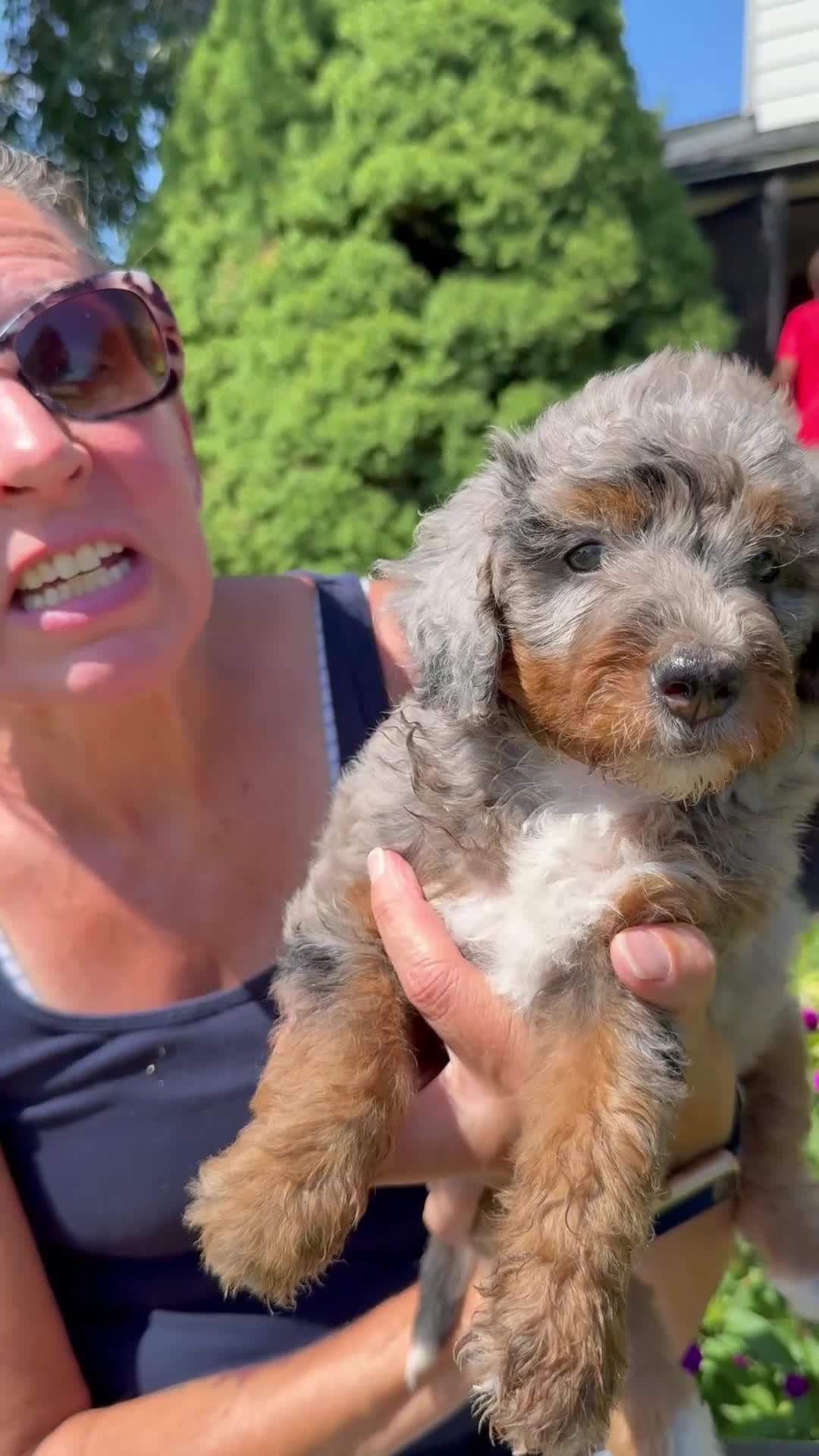 Bernedoodle dogs for sale: Spice - Video 1