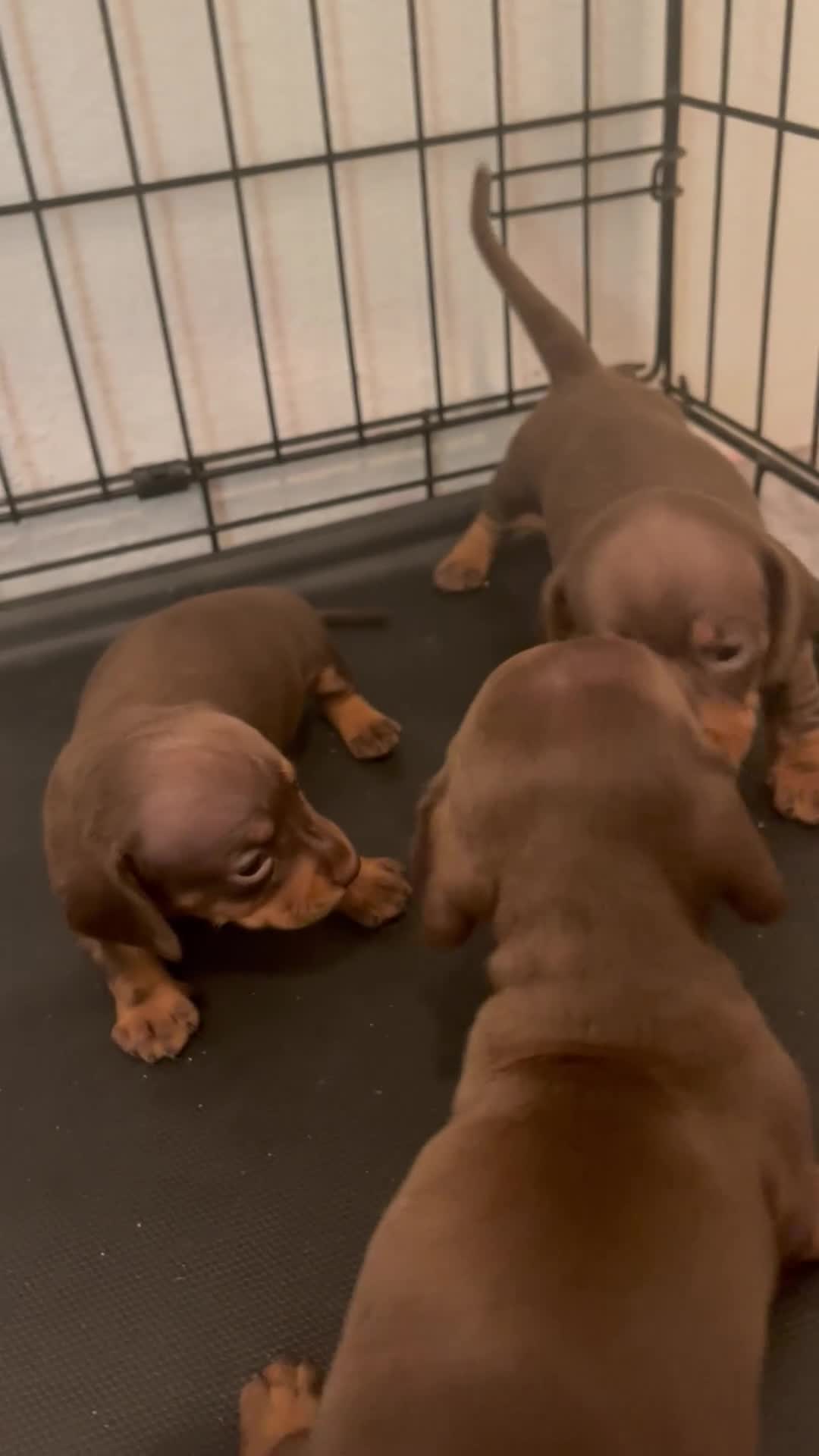 Miniature Dachshund dogs for sale: Miniature Dachshund 3 - Video 1