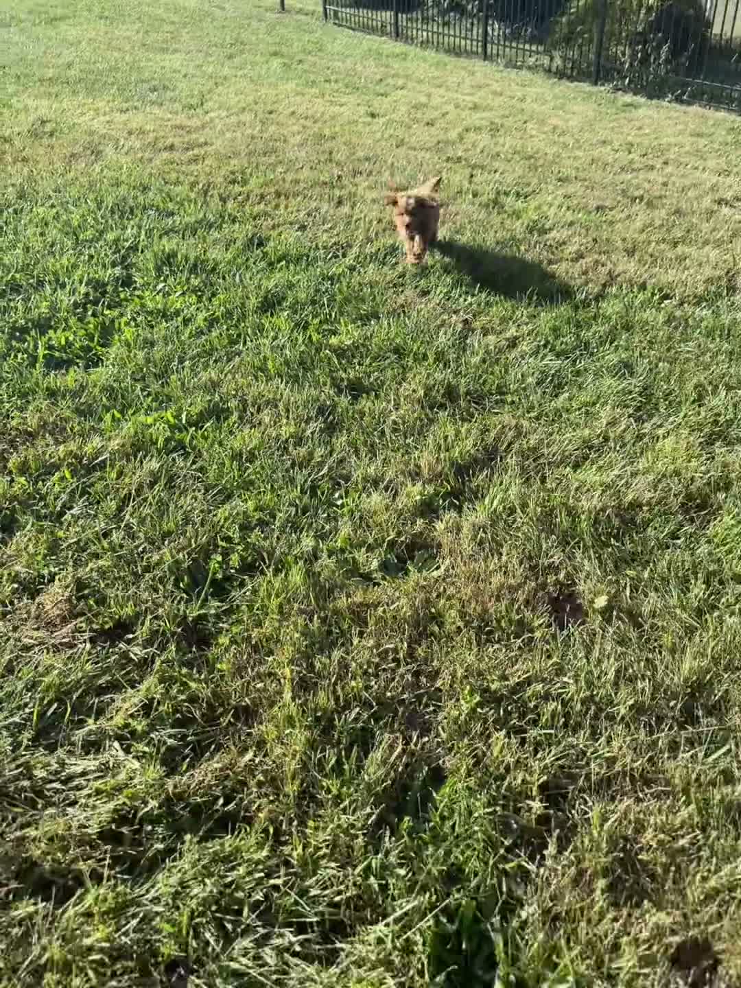 Mini Goldendoodle dogs for sale: Teddy bear - Video 1