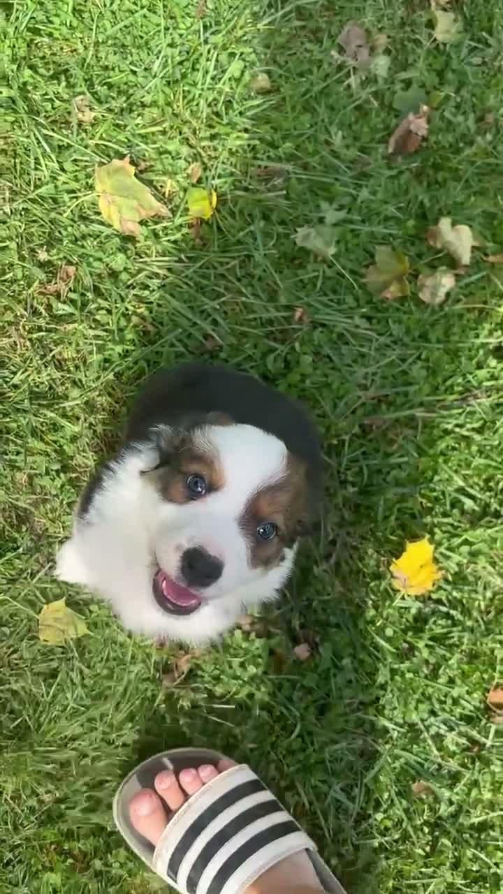 Mixed Breed dogs for sale: Belle - Video 1