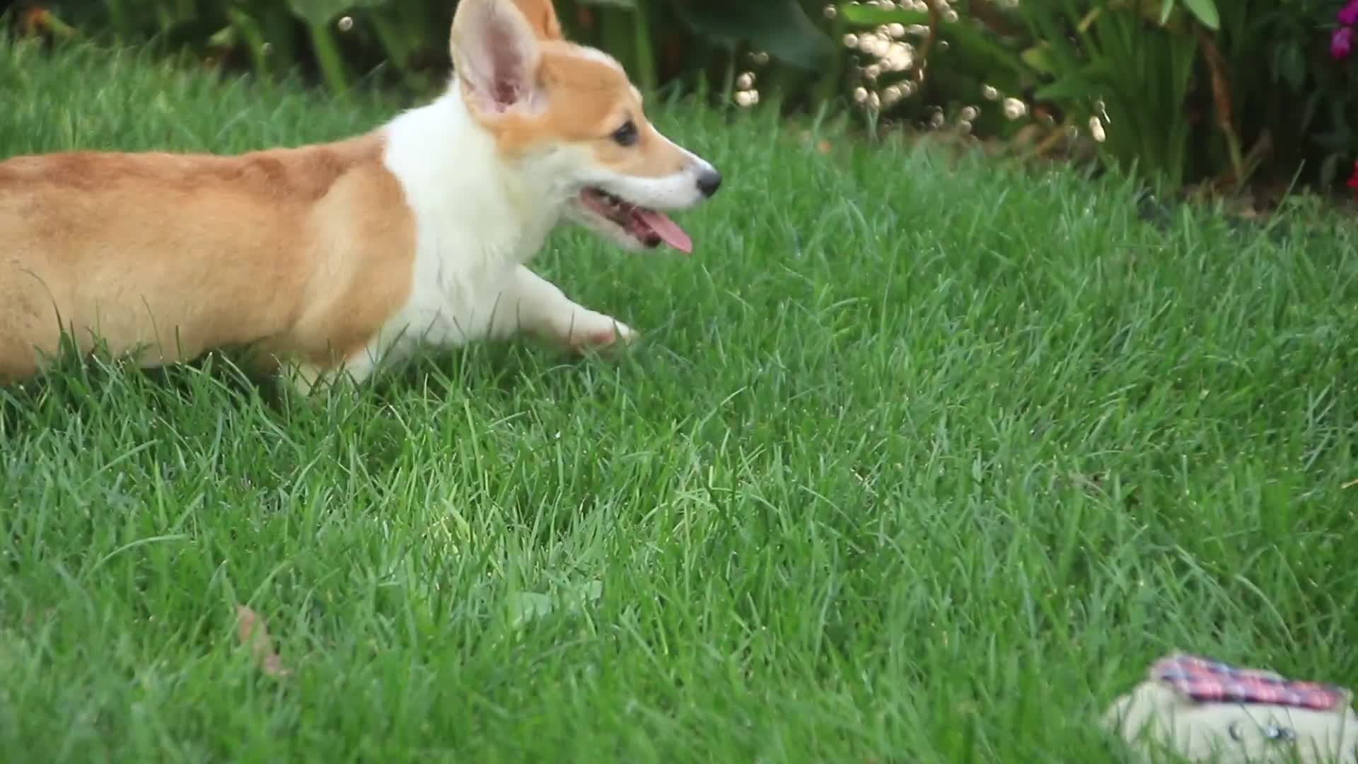 Welsh Corgi Pembroke dogs for sale: Mila Welsh Corgi Pembroke  - Video 1
