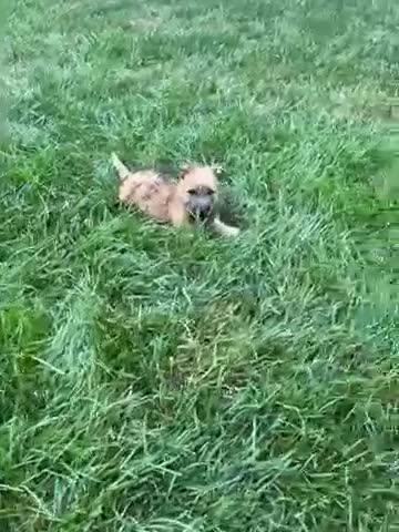 Cairn Terrier dogs for sale: Buster - Video 1