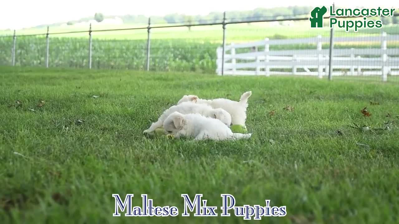 Mixed Breed dogs for sale: Grace - Video 1