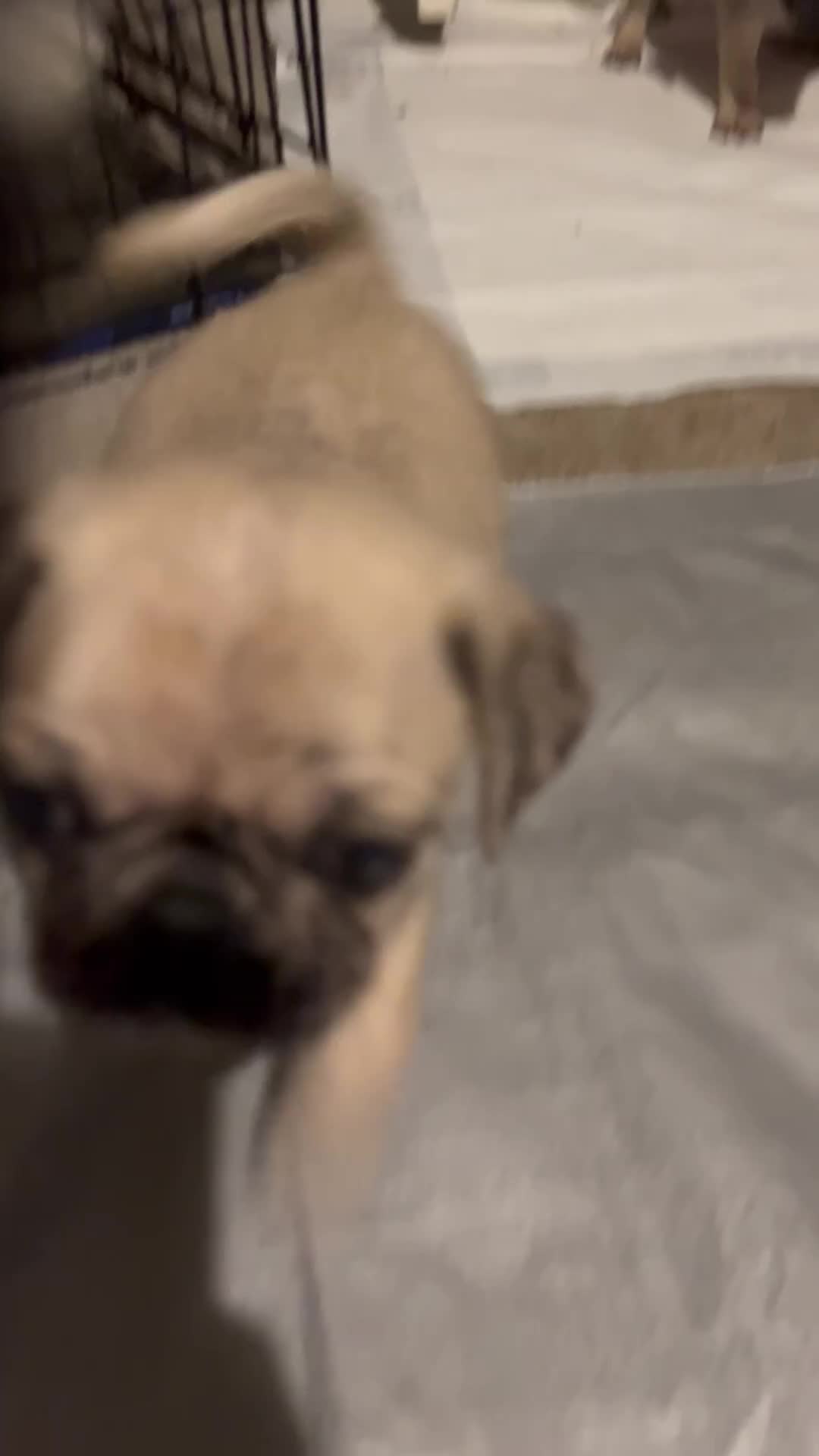 Pug dogs for sale: Pug Puppy 1 - Video 2