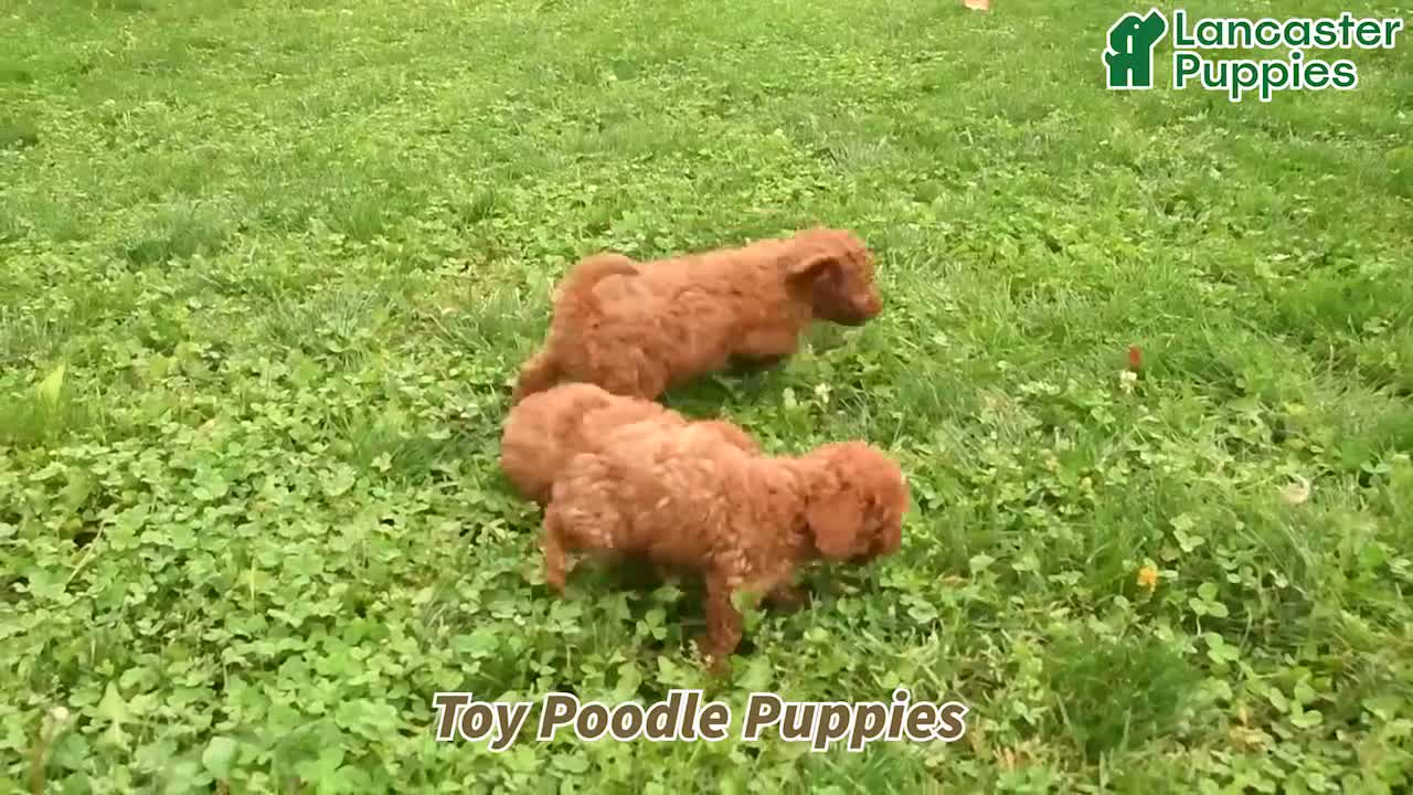 Toy Poodle dogs for sale: Henry - Video 1