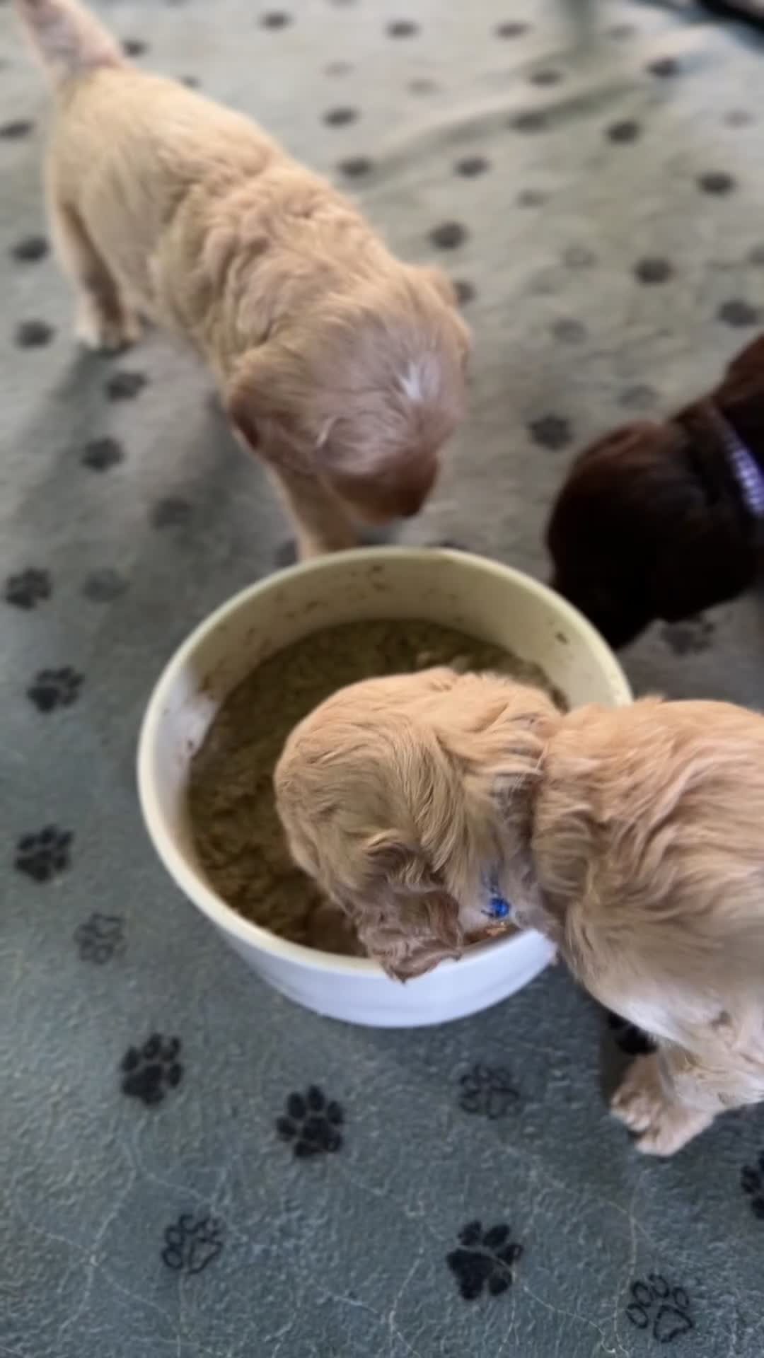 Goldendoodle dogs for sale: Aspen - Video 1