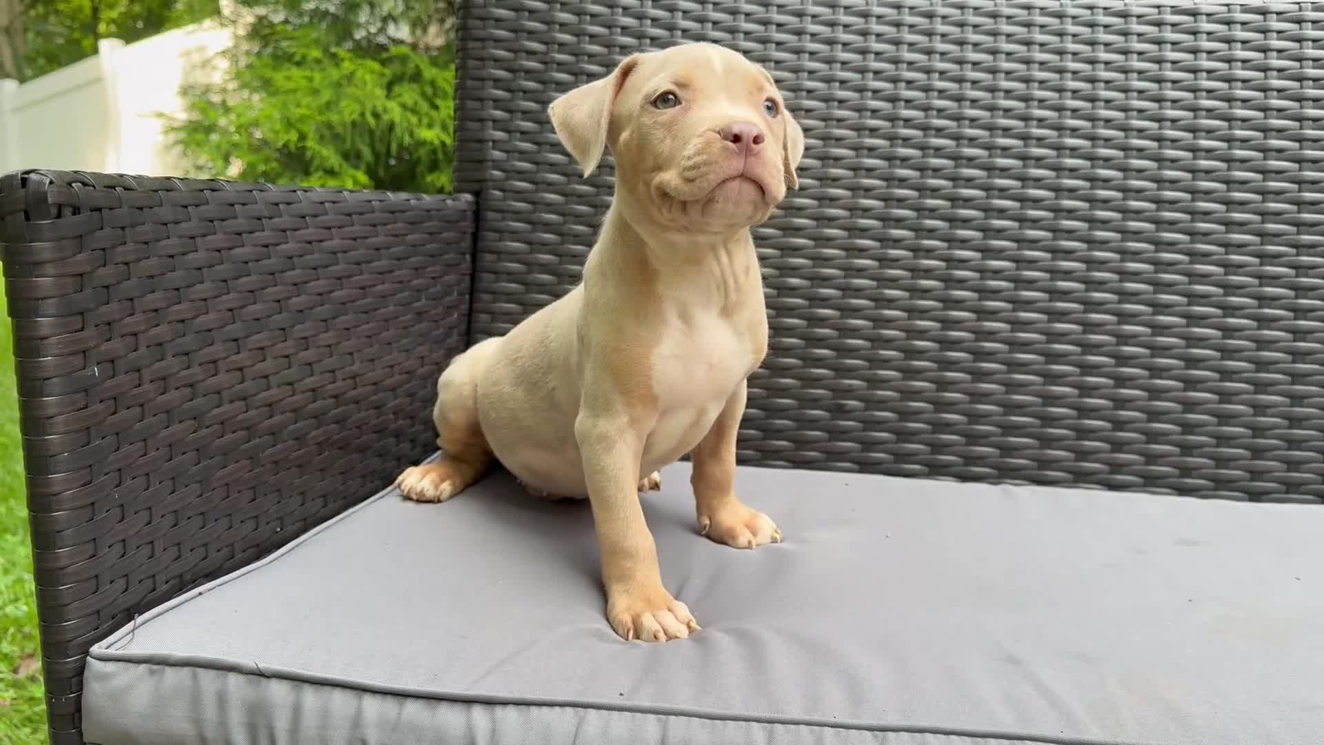 American Bully dogs for sale: American Bully 2 - Video 1