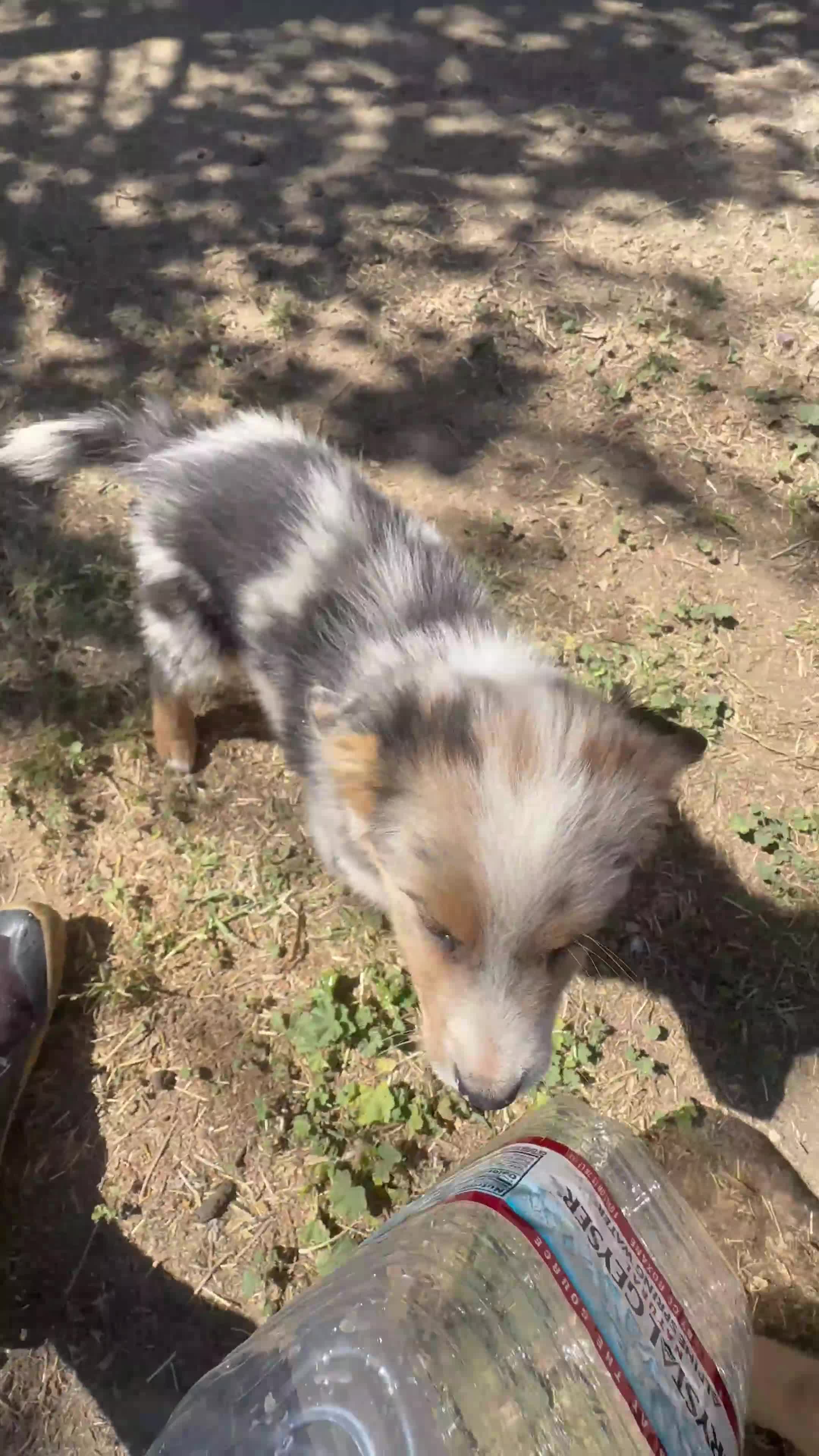 Mixed Breed dogs for sale: Puffball - Video 1
