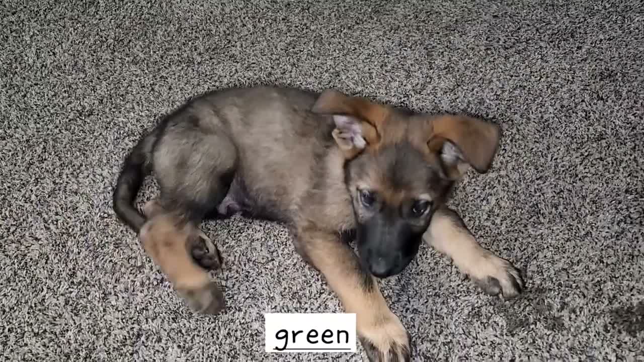 German Shepherd dogs for sale: Green Boy - Video 1