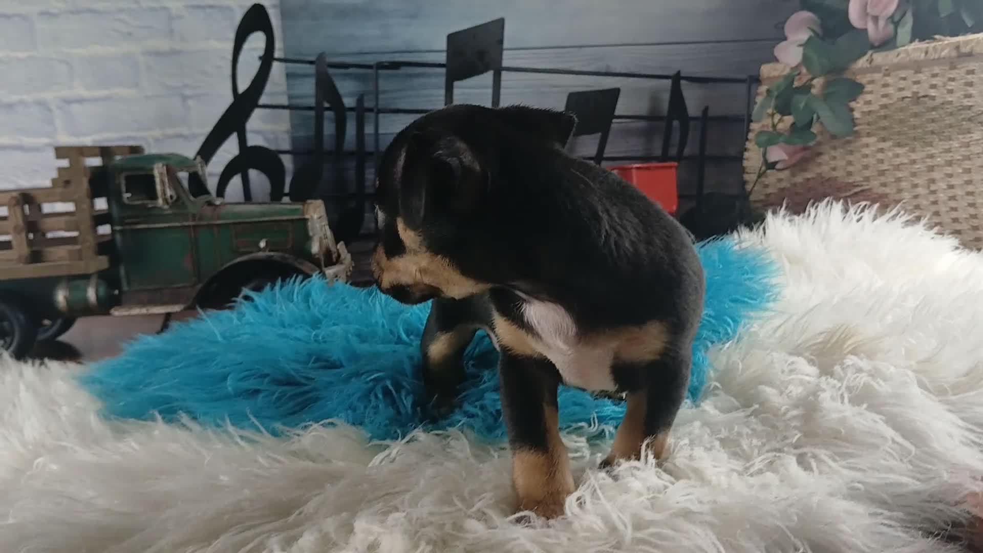 Chihuahua dogs for sale: Autumn blk tan girl. Hand Delivery  - Video 4