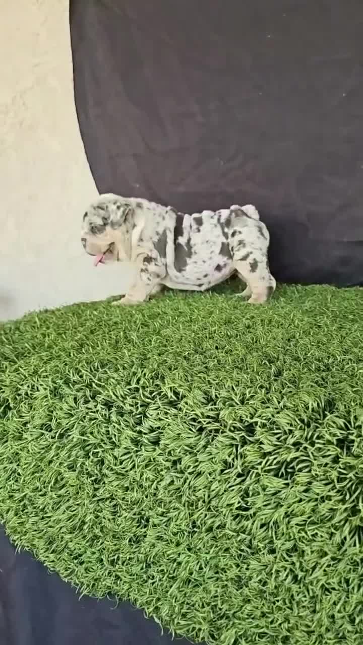 English Bulldog dogs for sale: PEBBLES - LILAC TRI MERLE IN LA CA WITH USA DELIVERY - Video 1