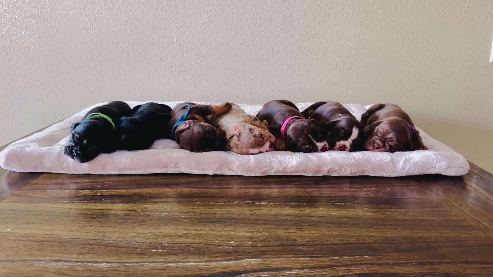 English Bulldog dogs for sale: Nyx - Video 1