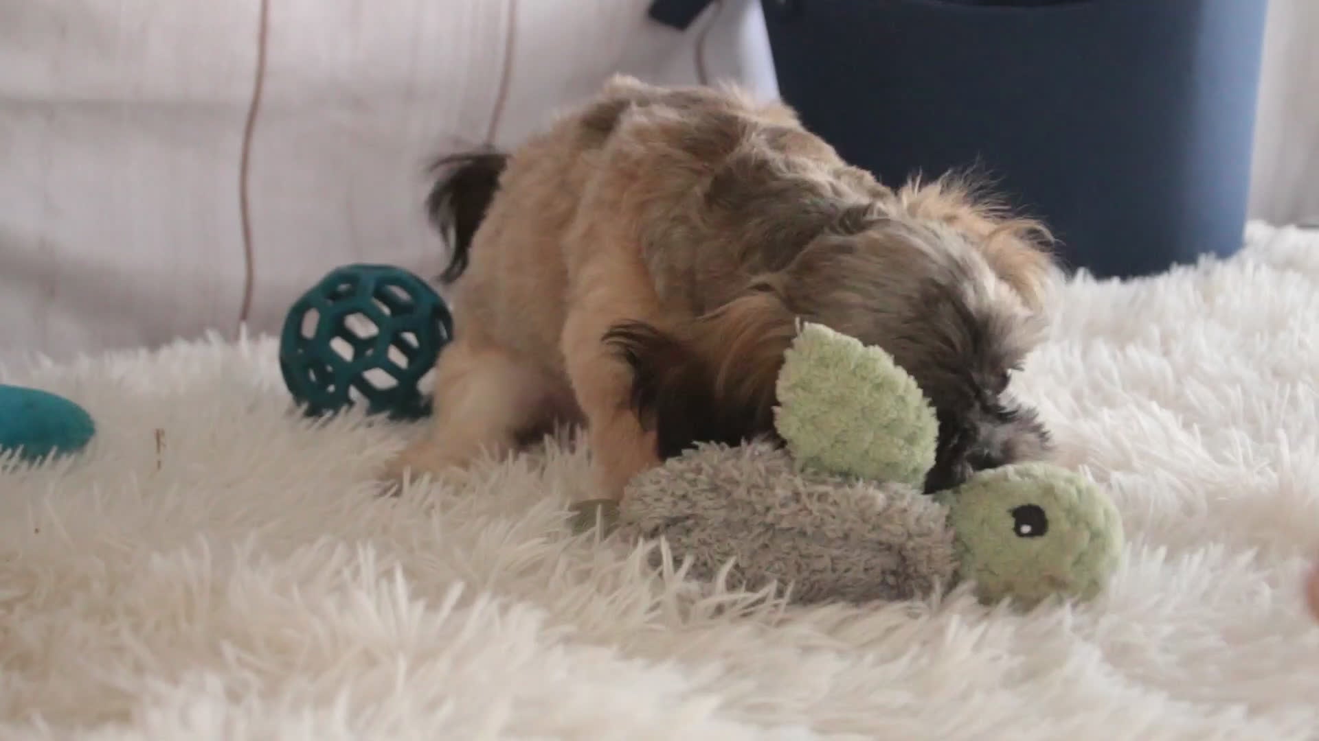 Shih Tzu dogs for sale: Shep - Video 1