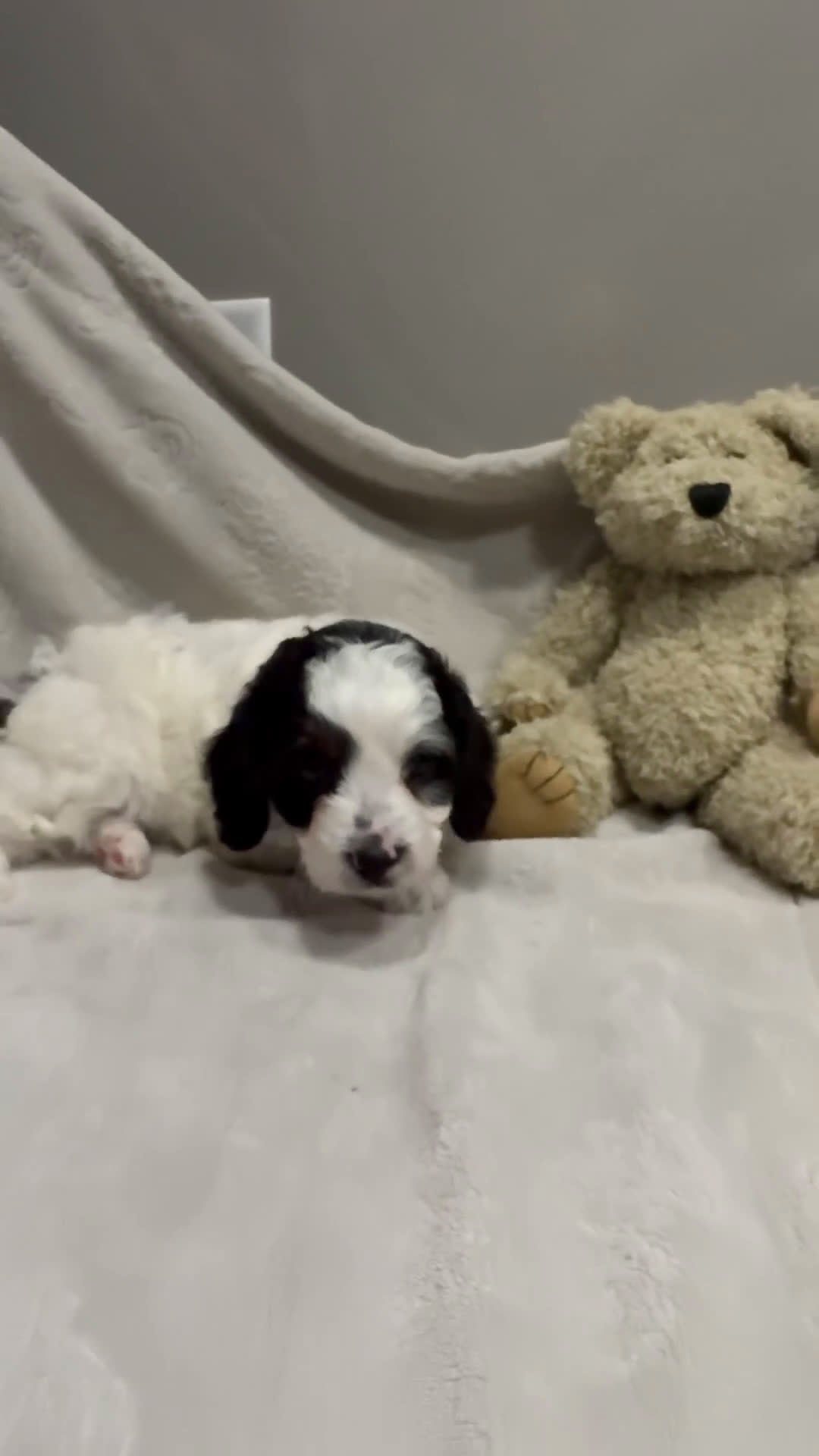 Cavapoo dogs for sale: Romeo - Video 1