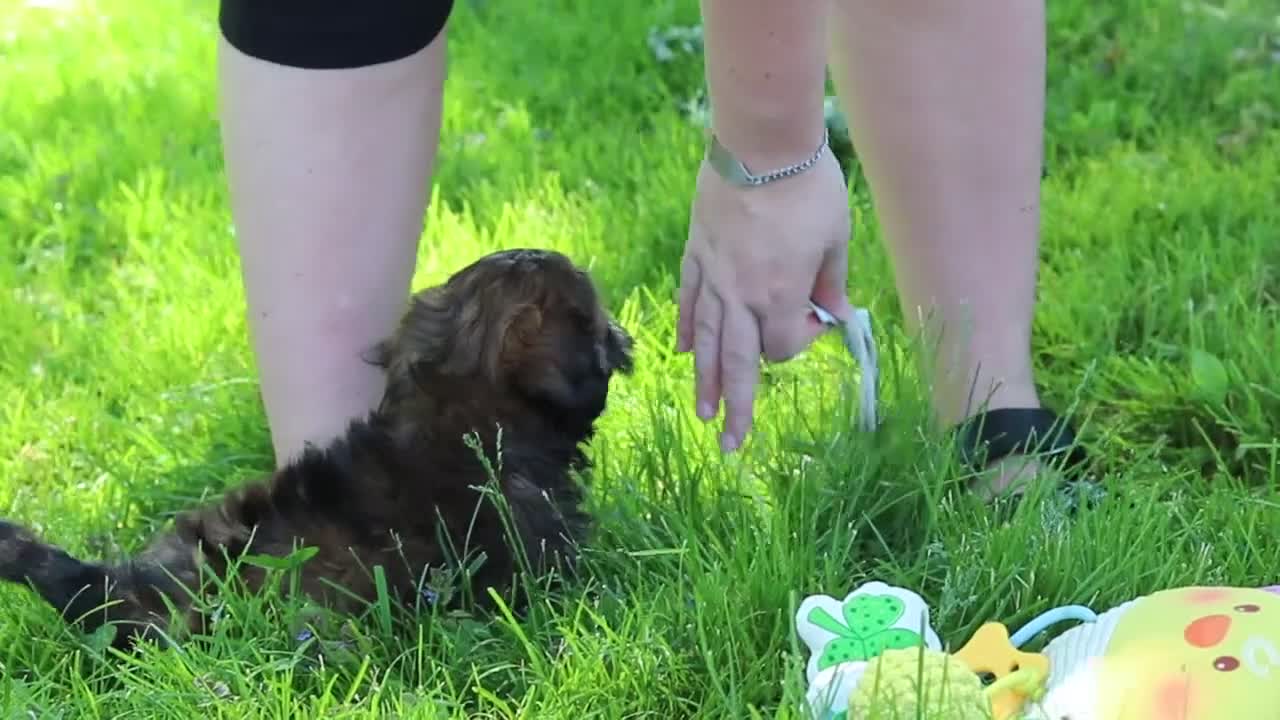 Shih Tzu dogs for sale: Theo - Video 1