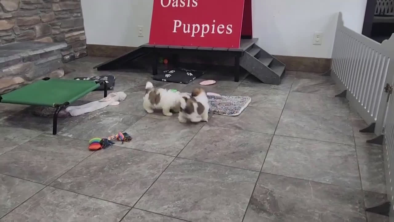 Havanese dogs for sale: WATSON - Video 6