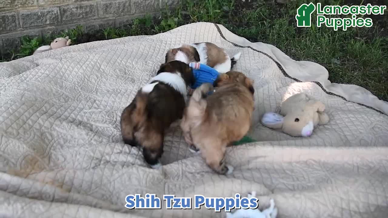 Shih Tzu dogs for sale: Toby - Video 1
