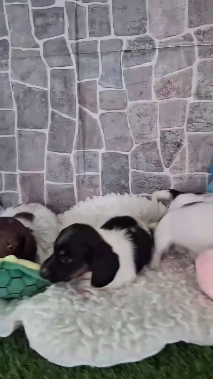 Miniature Dachshund dogs for sale: Mickey AKC - Video 1