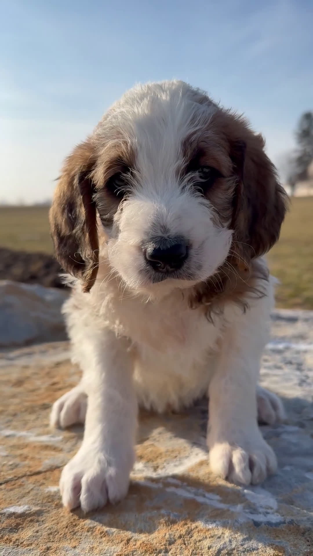 Mixed Breed dogs for sale: Andy - Video 1