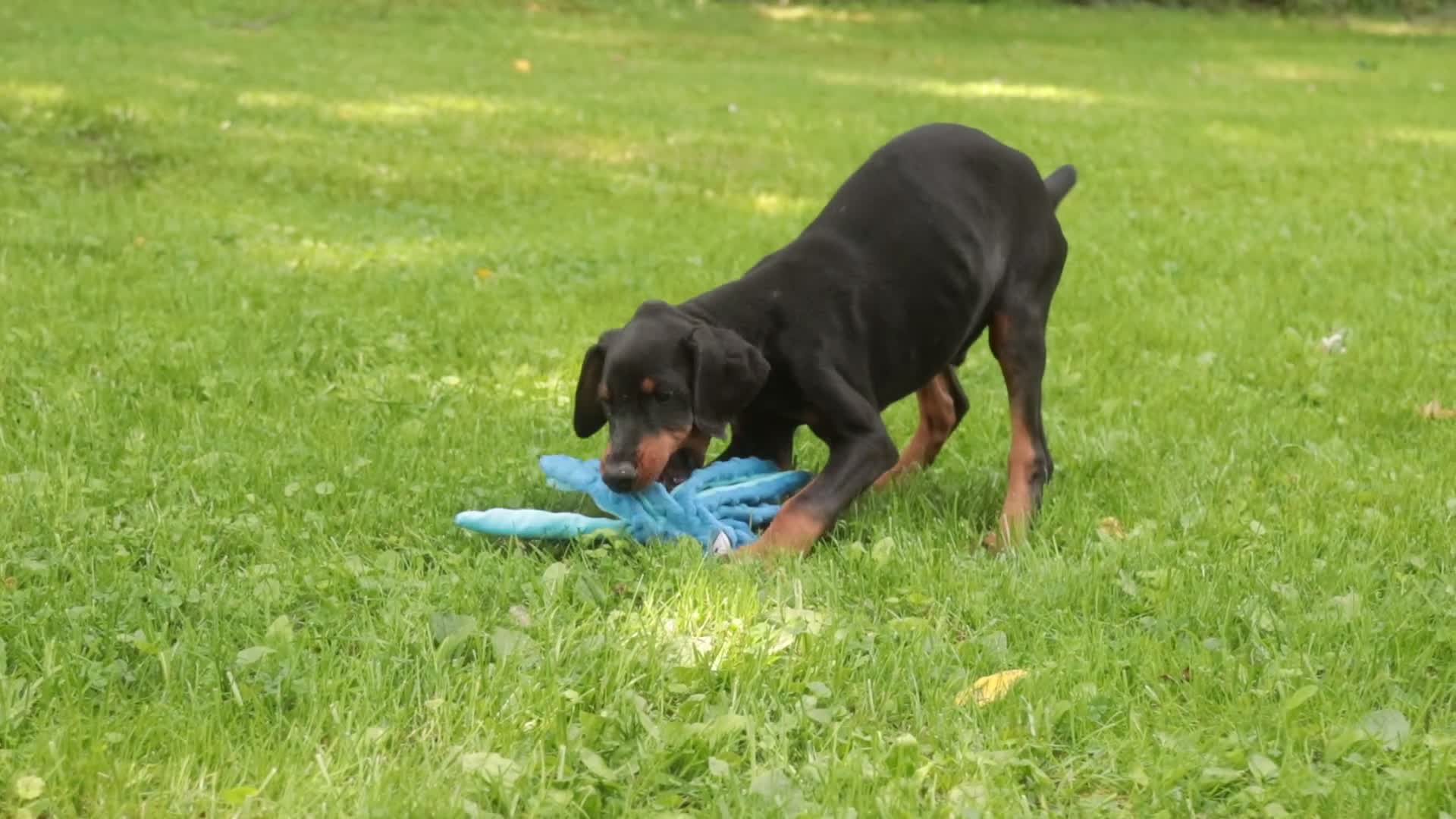 Doberman Pinscher dogs for sale: Malcolm - Video 1