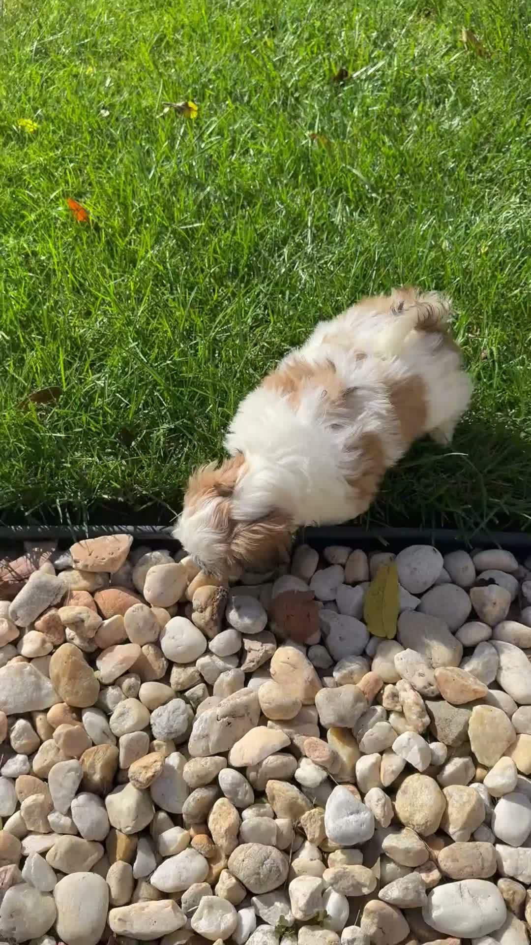 Shih Tzu dogs for sale: Shih Tzu 1 baby boy blue - Video 2