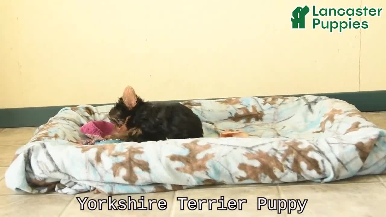 Yorkshire Terrier dogs for sale: Shelby - Video 1