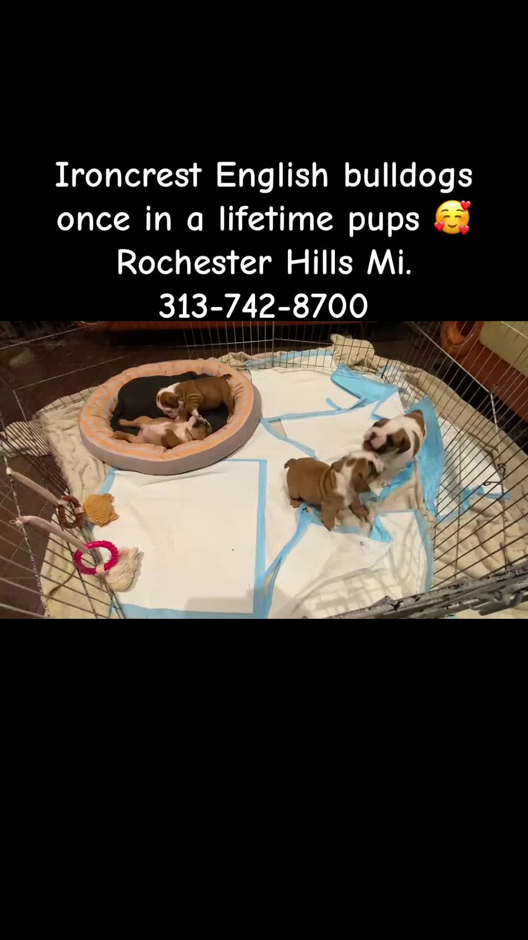English Bulldog dogs for sale: English Bulldog Puppy 2 - Video 2