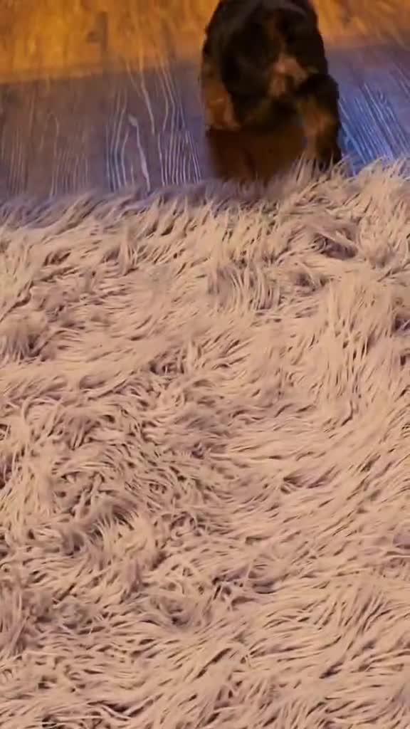 Yorkshire Terrier dogs for sale: Denver - Video 1