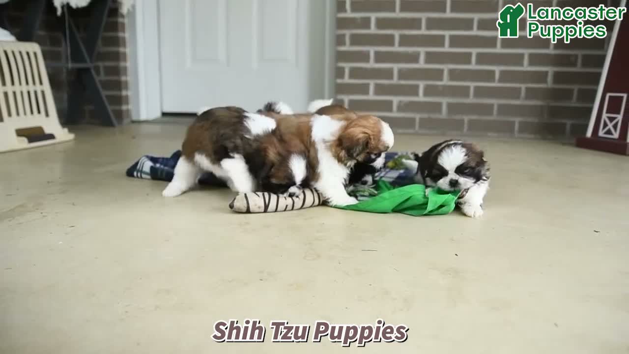 Shih Tzu dogs for sale: Cindy - Video 1