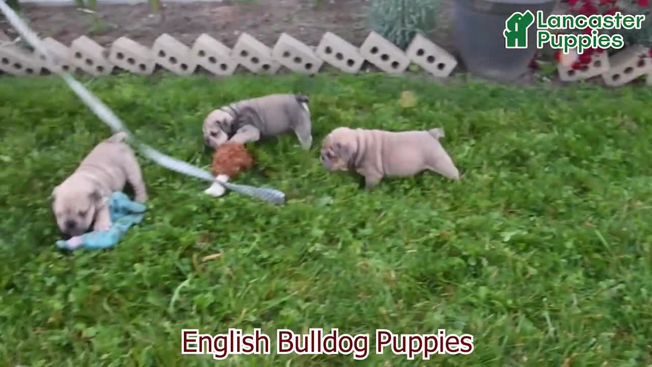 English Bulldog dogs for sale: Majesty - Video 1