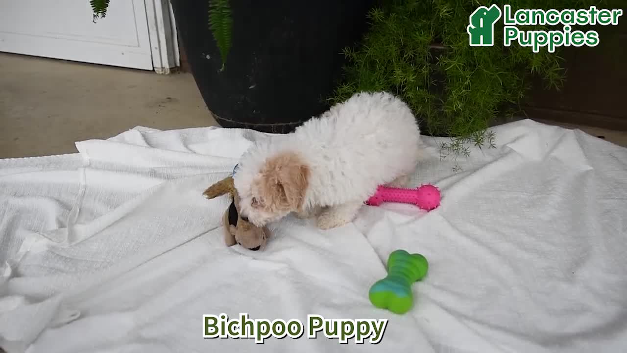 Bichpoo dogs for sale: Kari - Video 1