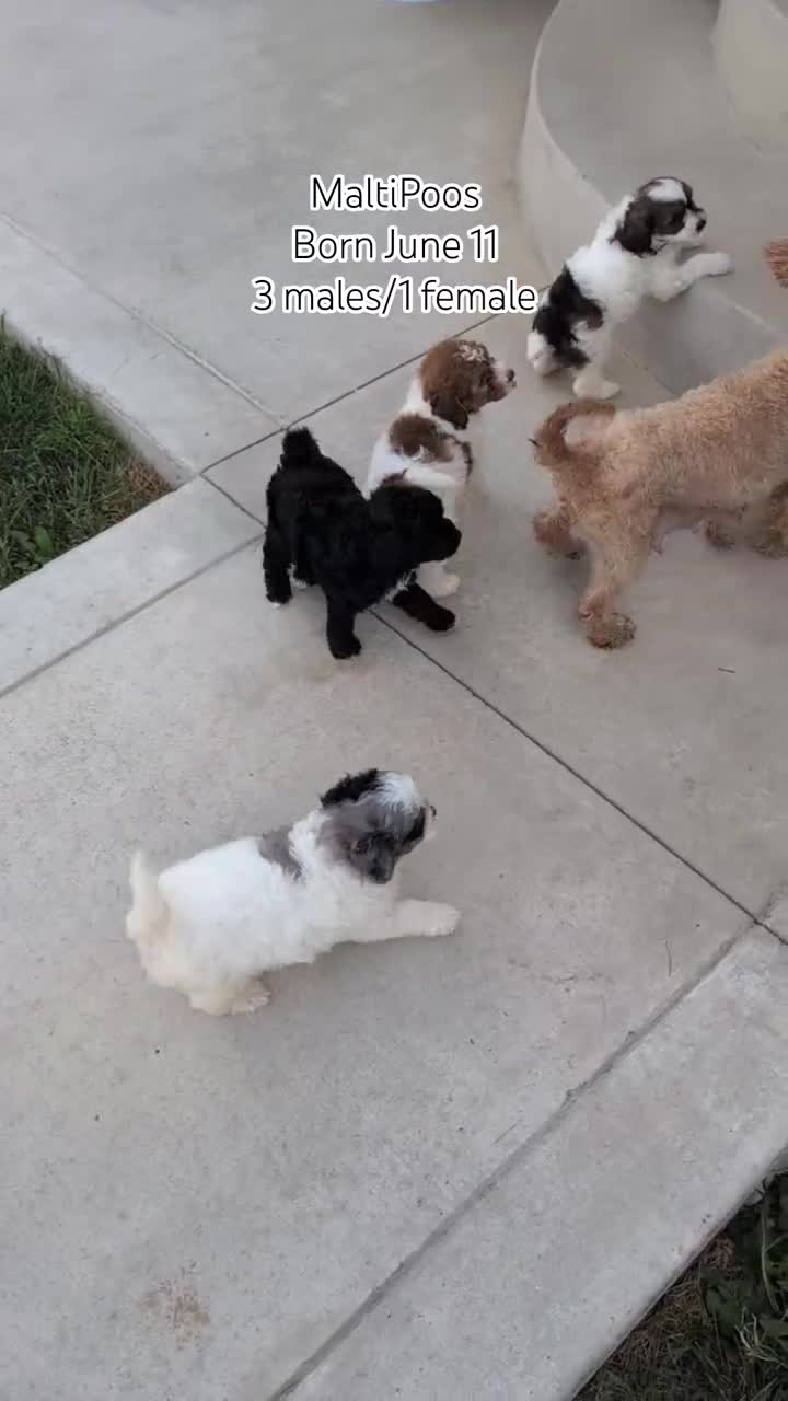 Maltipoo dogs for sale: Kylo - Video 3