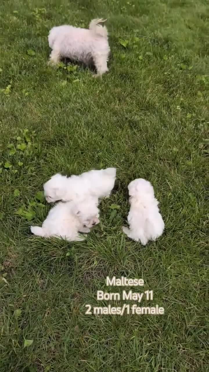 Maltese dogs for sale: Macy - Video 2