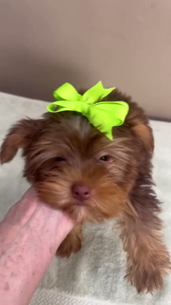 Yorkshire Terrier dogs for sale: Samson - Video 1