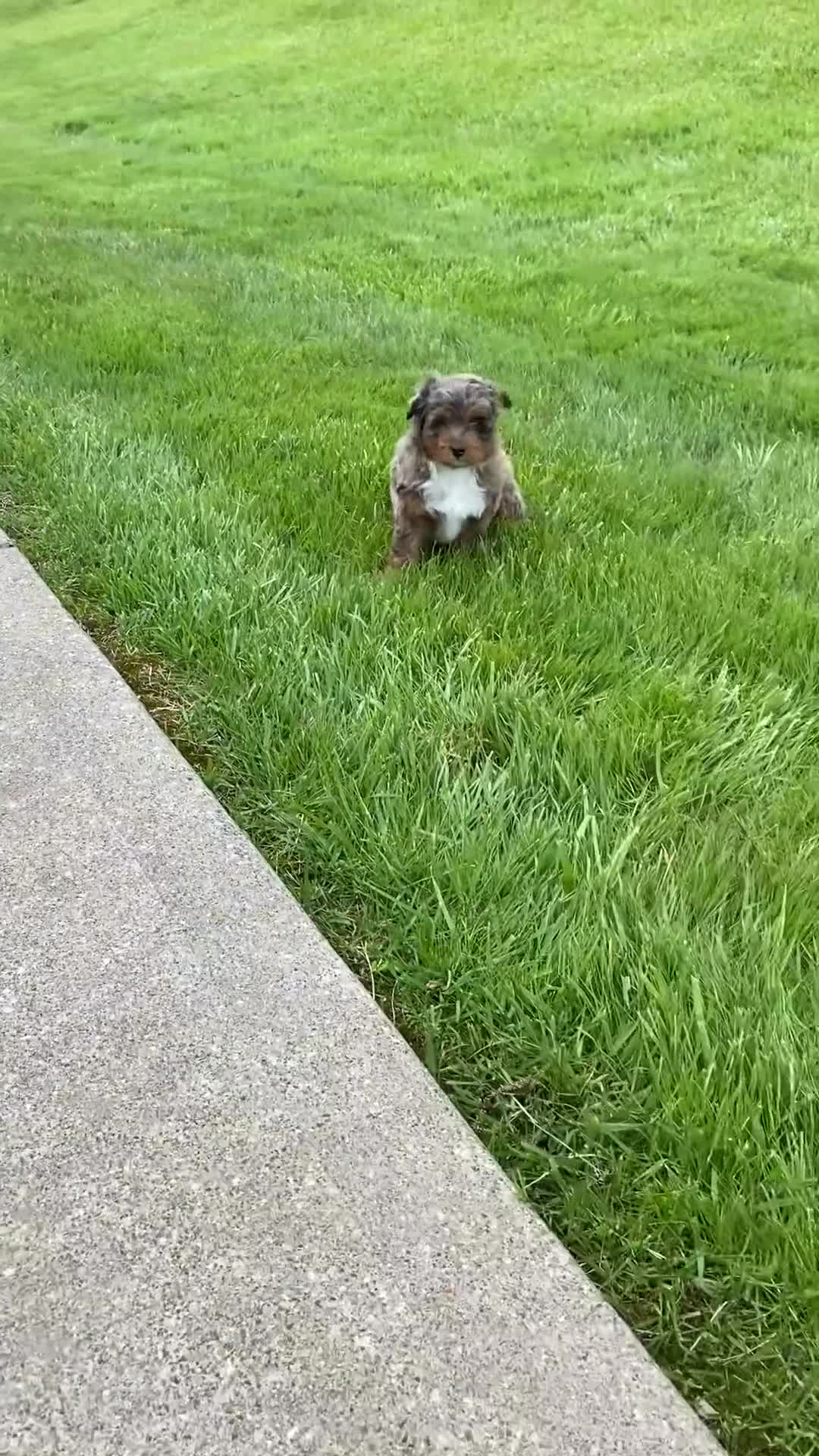 Mini Aussiedoodle dogs for sale: Ozzie - Video 1