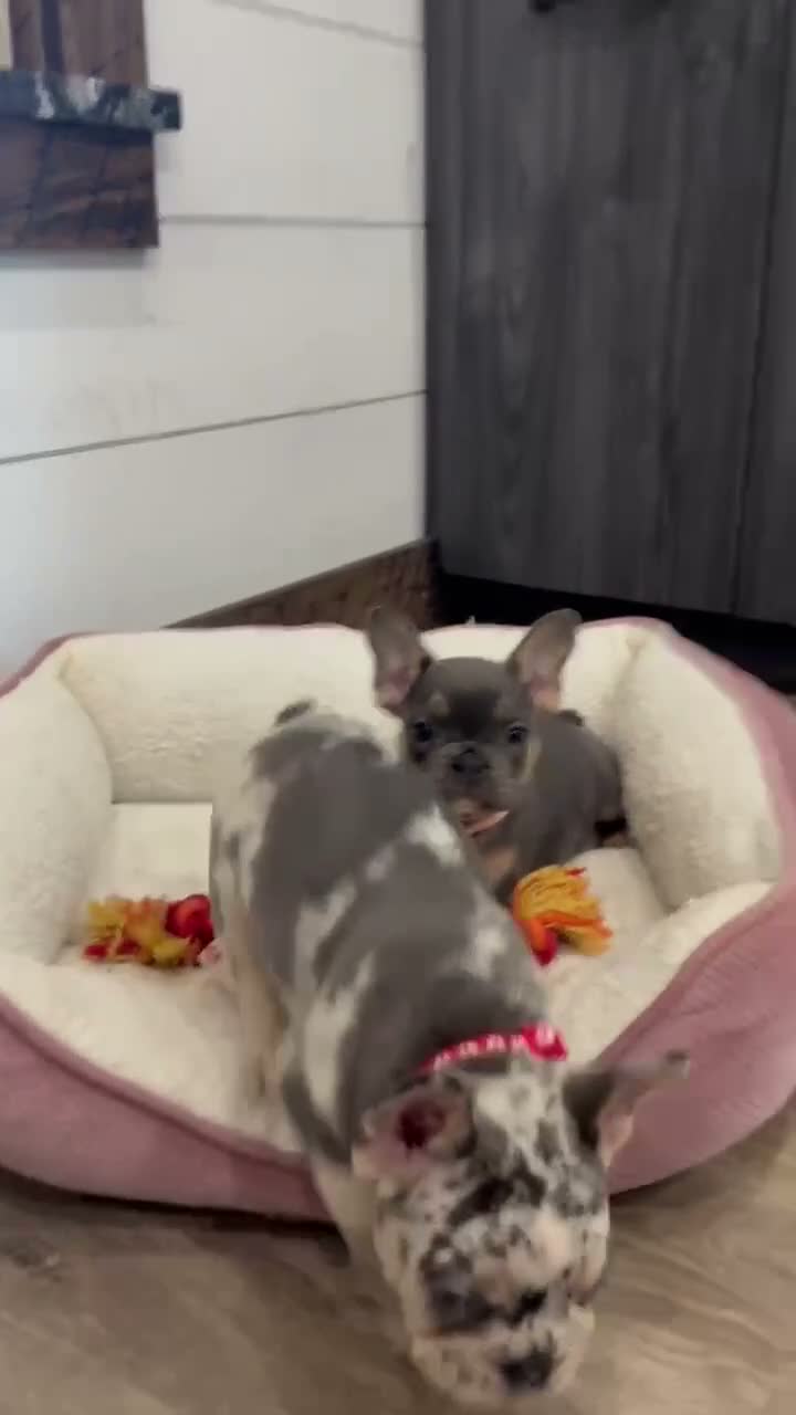 French Bulldog dogs for sale: Molli - Video 1