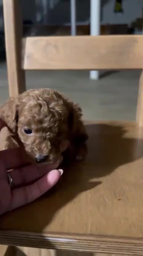 Toy Poodle dogs for sale: ZIGGY - ACA TOY POODLE - Video 1