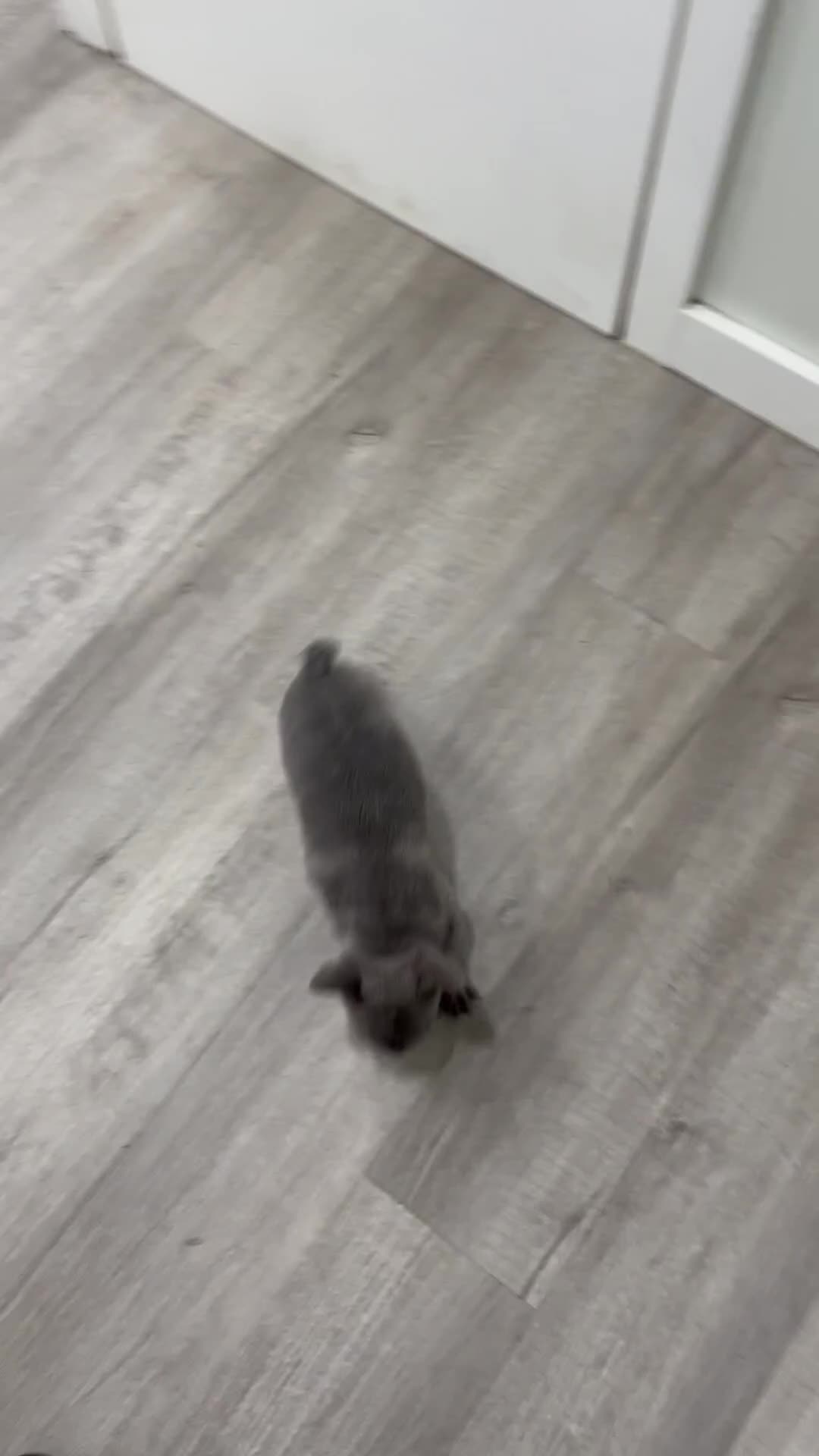 French Bulldog dogs for sale: Asher - Video 1